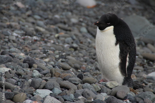 Adelie Penguin, Henryk Arctowski Polish Antarctic Station