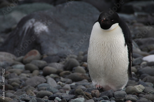 Adelie Penguin, Henryk Arctowski Polish Antarctic Station