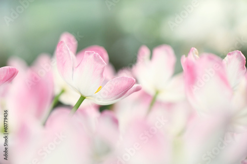 Tulip flowers