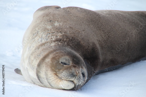 Weddel seal, Half Moon Island, Antarctica