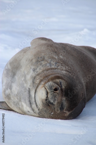 Weddel seal, Half Moon Island, Antarctica