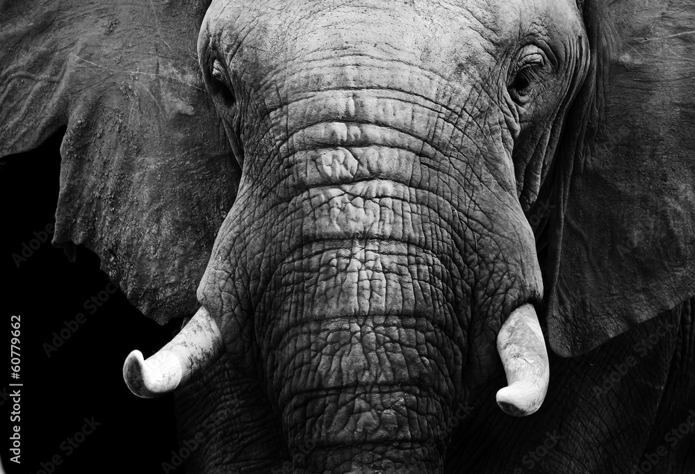 Fototapeta premium Słoń afrykański w czerni i bieli