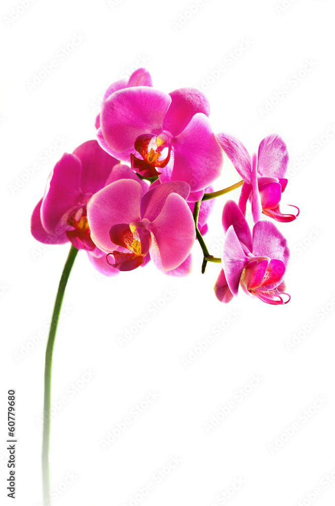 Fototapeta premium Beautiful flower Orchid