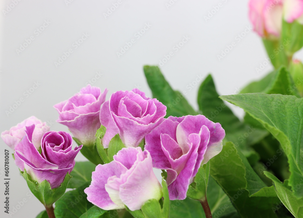 ジュリアンの花 ジュリアンの花