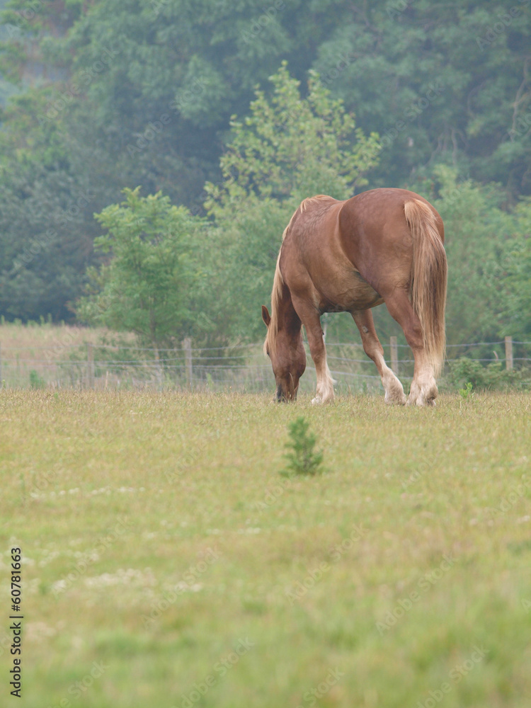 Grazing Horse Grazing Horse