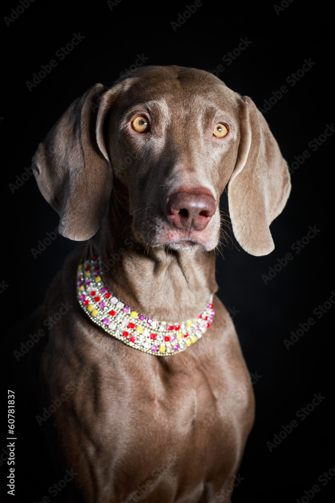 weimaraner dog weimaraner dog
