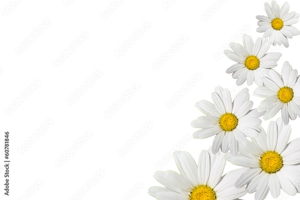 Fototapeta premium many flowers daisies