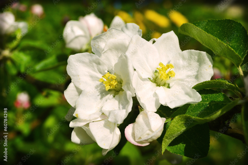 Macro apple blossoms Macro apple blossoms