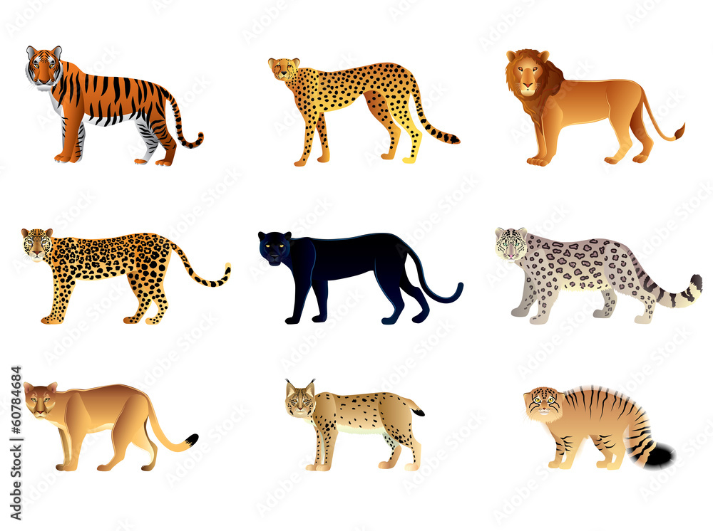 Obraz premium Zestaw wektor duże koty