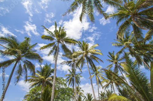 Palms under the sky