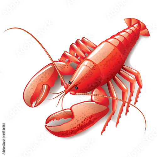 Canvas Print Cooked lobster isolated on white