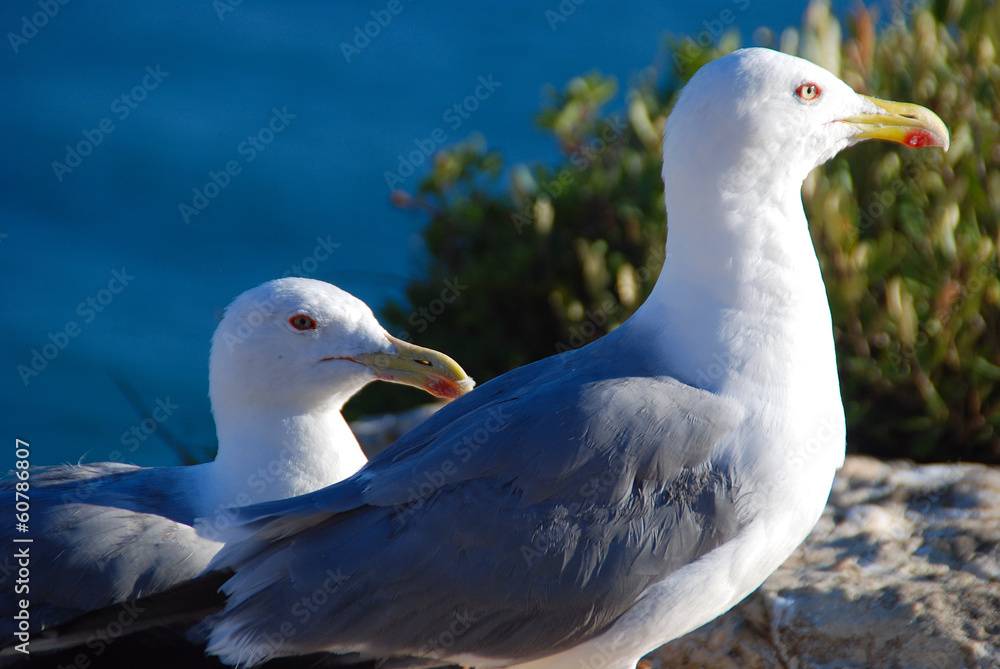 GAVIOTAS EN UN ACANTILADO EN EL MAR, COSTA GAVIOTAS EN UN ACANTILADO EN EL MAR, COSTA