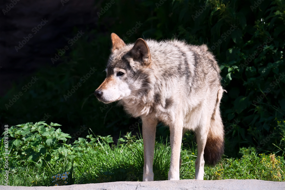 Fototapeta premium Wolf