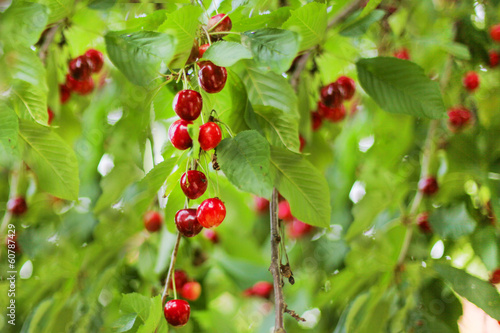 beautiful cherry fruits hanging on a branch at orchard