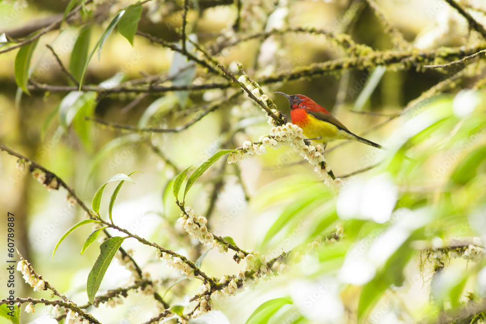 Mrs Gould's Sunbird catching branch in nature Mrs Gould's Sunbird catching branch in nature