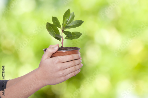 Hands of young woman with small tree in a container