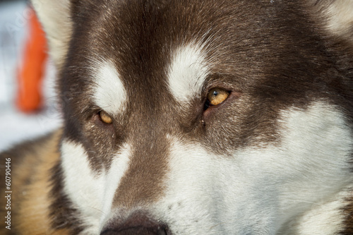 Alaskan Malamute