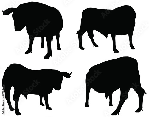 cattle collection - vector silhouette