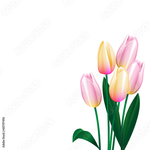 pink tulips 3