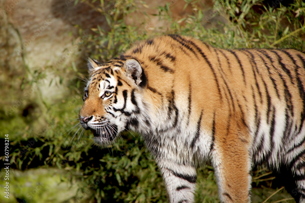 tiger tiger
