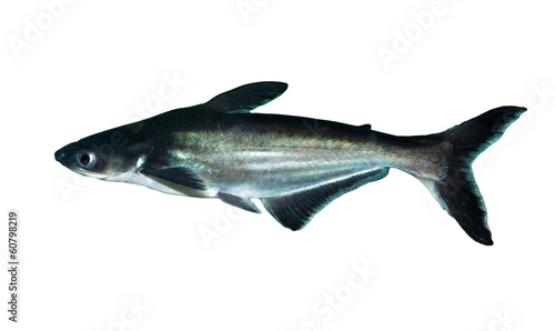 Photography shark fish on white background