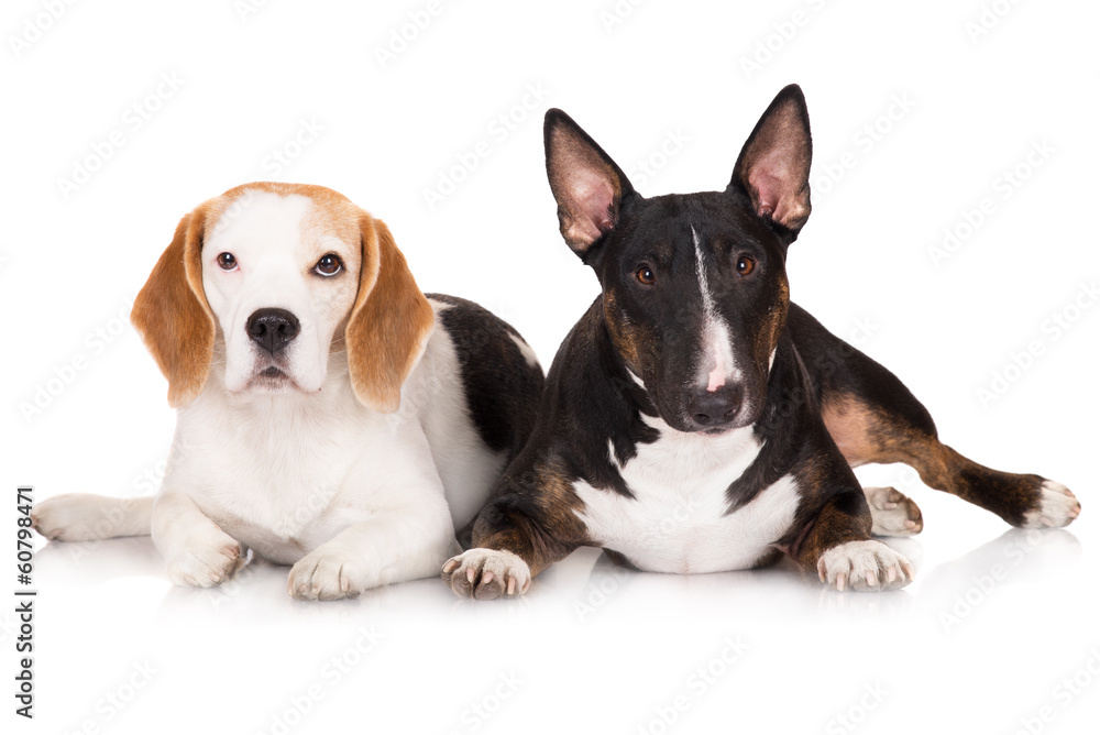 beagle and bull terrier dogs together
