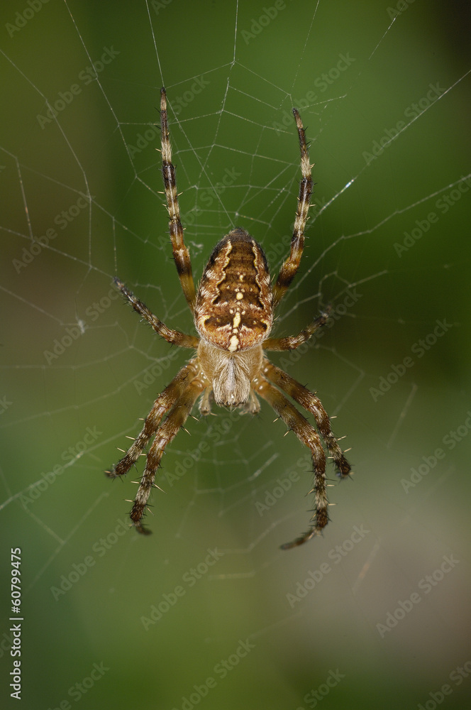 Kreuzspinne Kreuzspinne