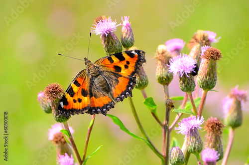 Aglais urticae butterfly © voltan