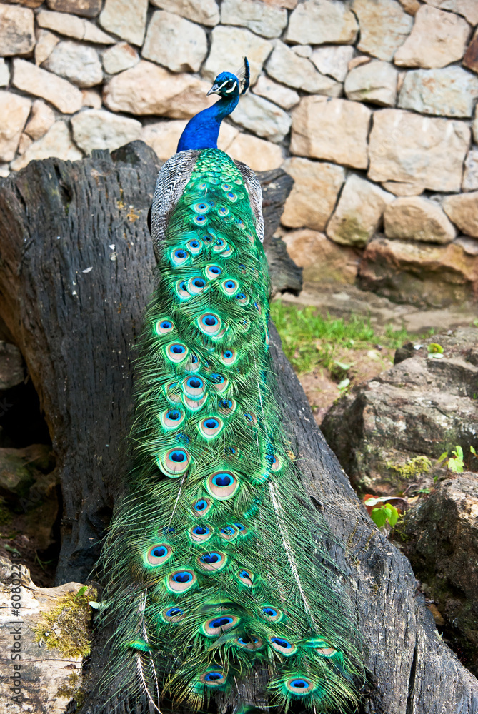 Obraz premium peacock on a tree trunk