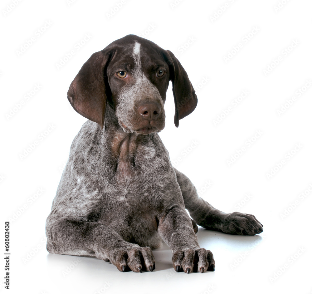 german shorthaired pointer puppy german shorthaired pointer puppy