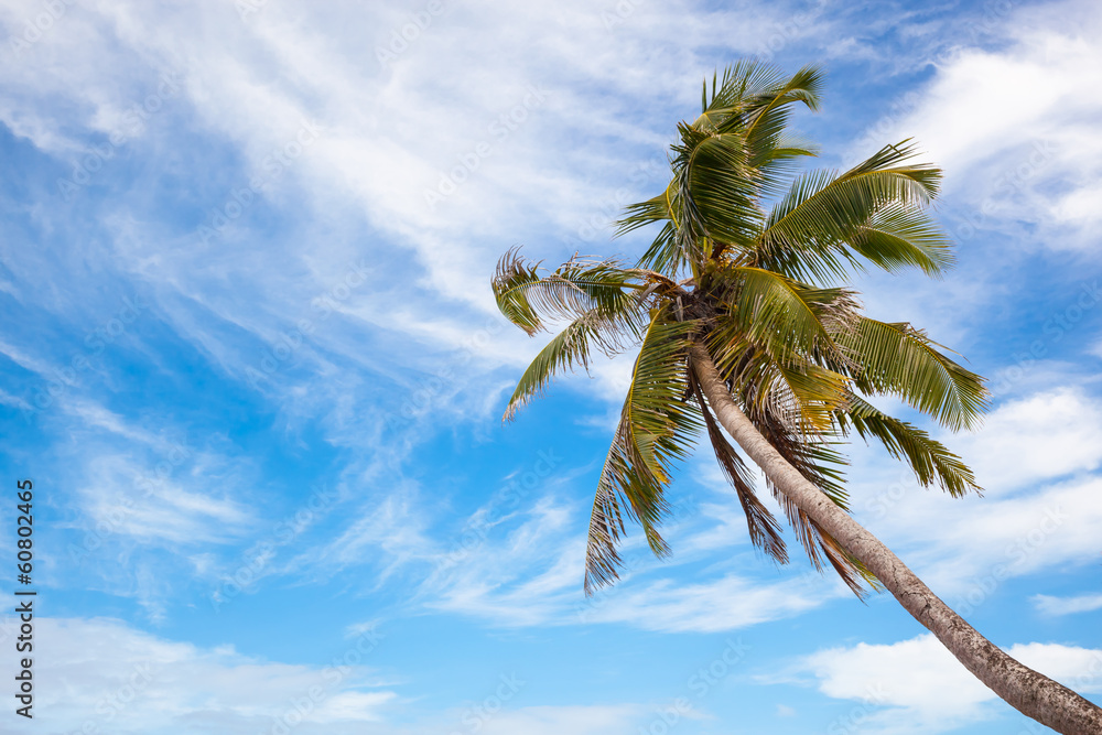 coconut palm coconut palm