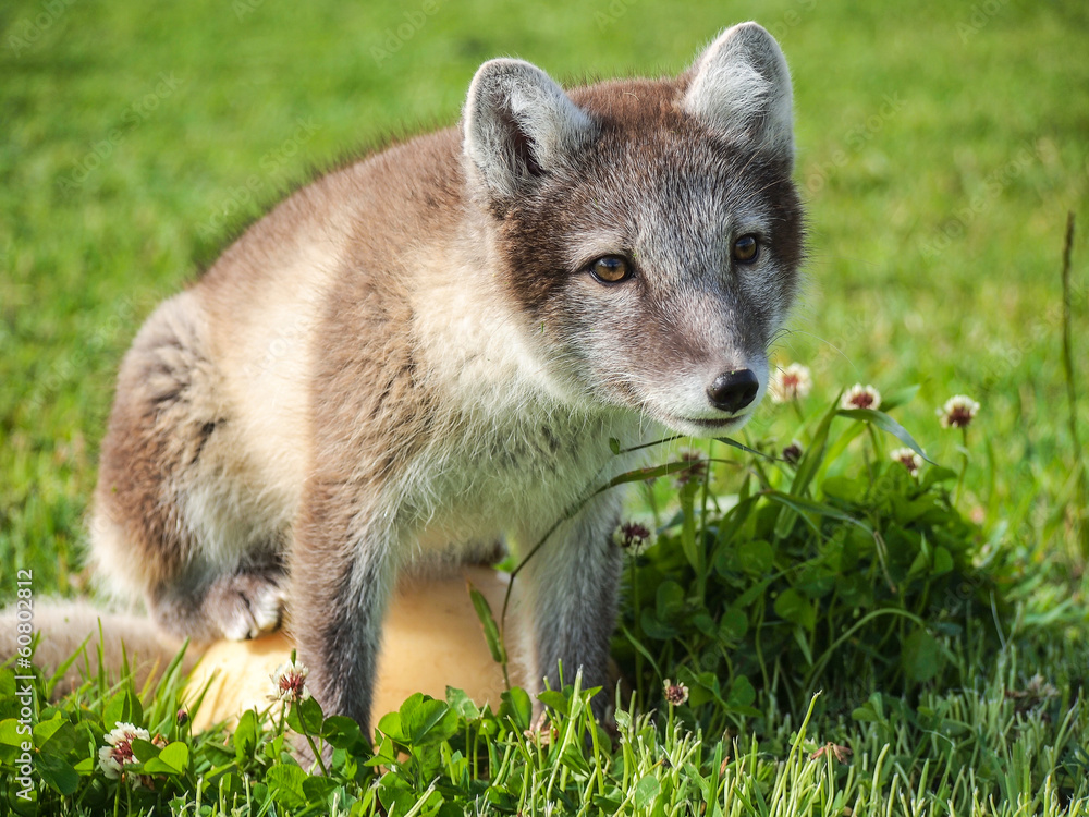 Arctic fox / vulpes lagopus / in summer, closeup Arctic fox / vulpes lagopus / in summer, closeup