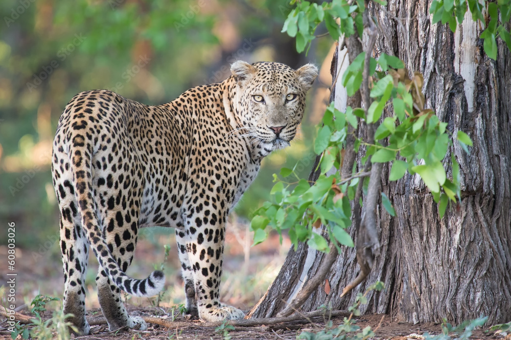 Large male leopard busy marking his territory on tree Large male leopard busy marking his territory on tree