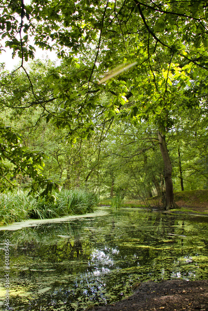 Small pond in the woods covered with duckweed Small pond in the woods covered with duckweed