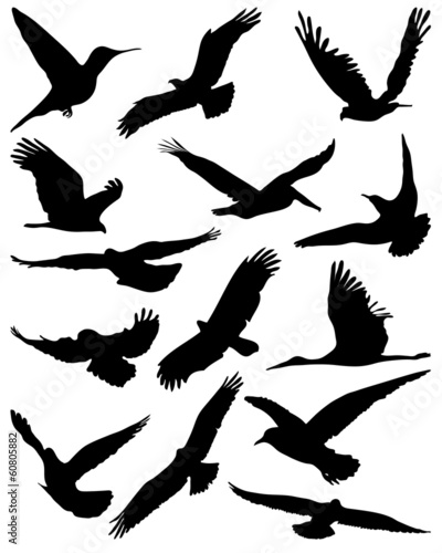 Black silhouettes of birds in flight, vector