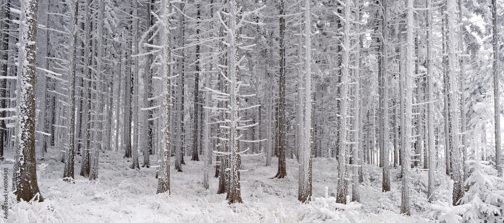 Fototapeta premium Winter spuce forest
