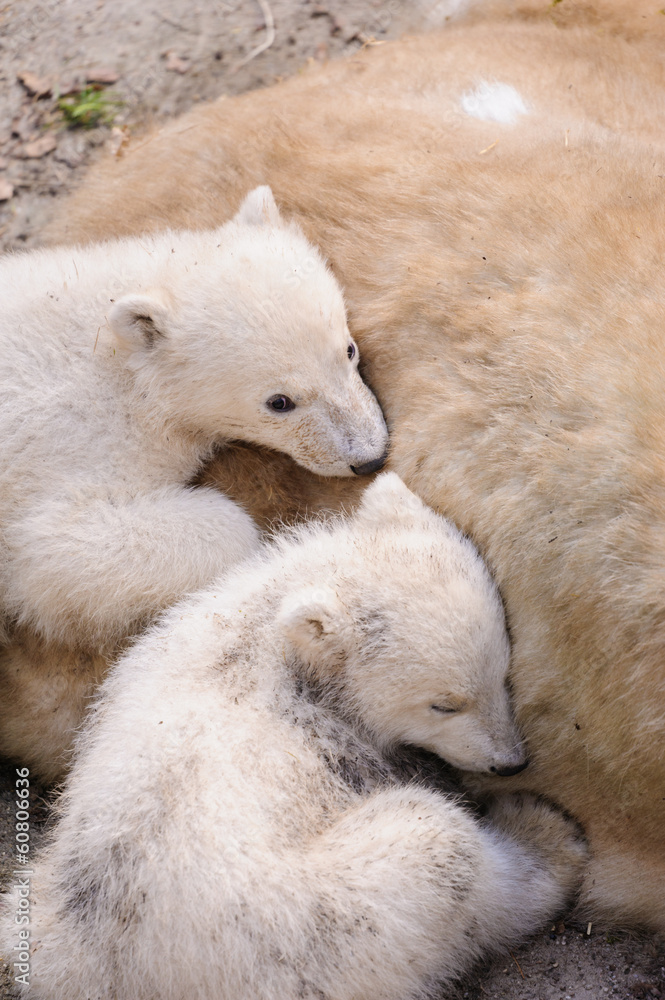 Fototapeta premium Polar bears
