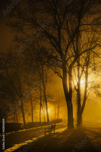 Foggy night in park
