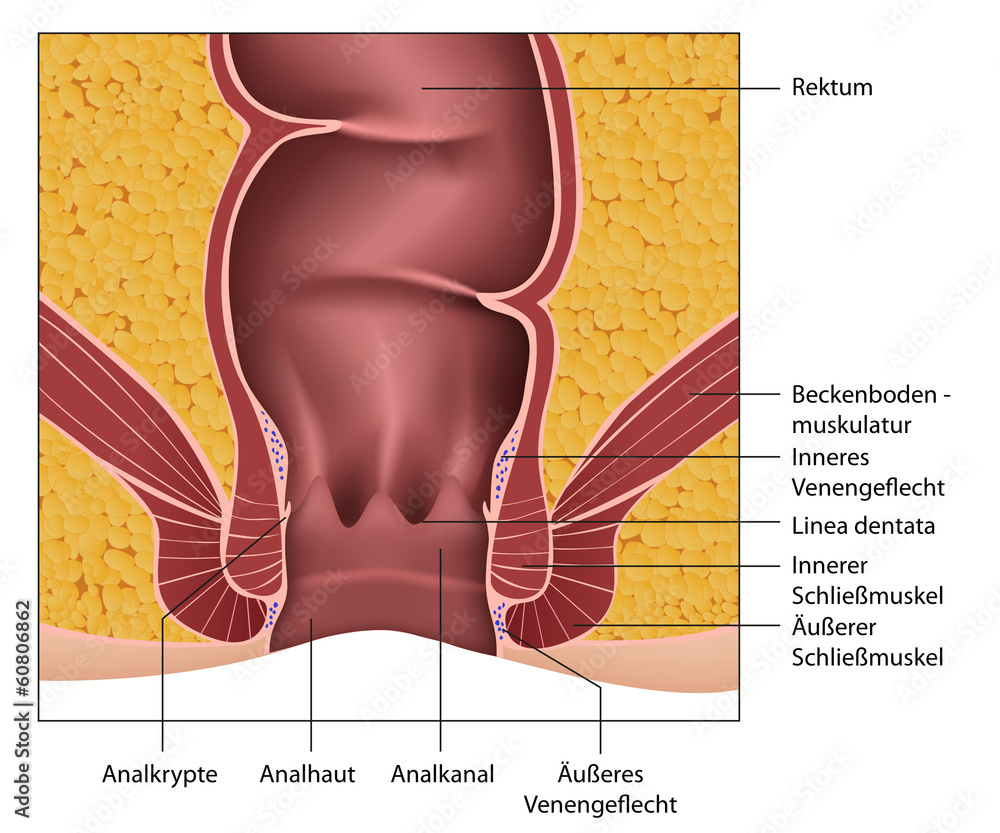 Anatomie Rektum Analkanal, Erklärung deutsch vector de Stock Adobe Stock Anatomie Rektum Analkanal, Erklärung deutsch vector de Stock Adobe Stock