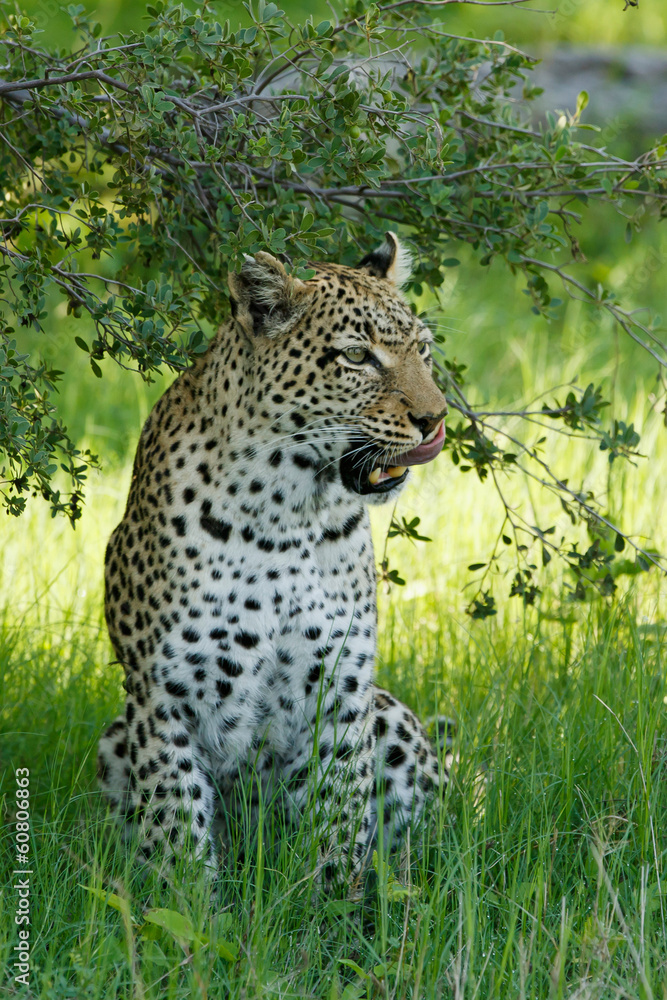 Fototapeta premium Leopard leckt sich das Maul unter dem Busch