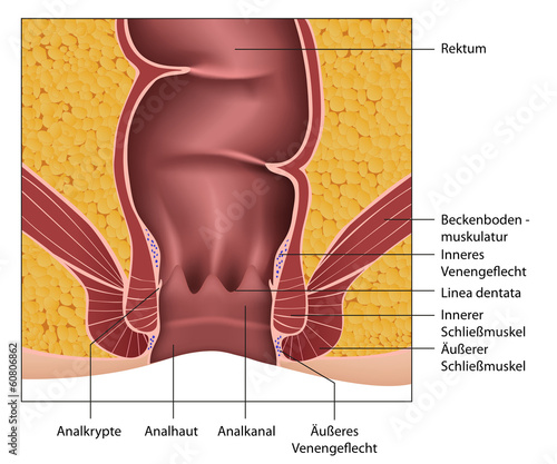 Anatomie Rektum - Analkanal, Erklärung deutsch