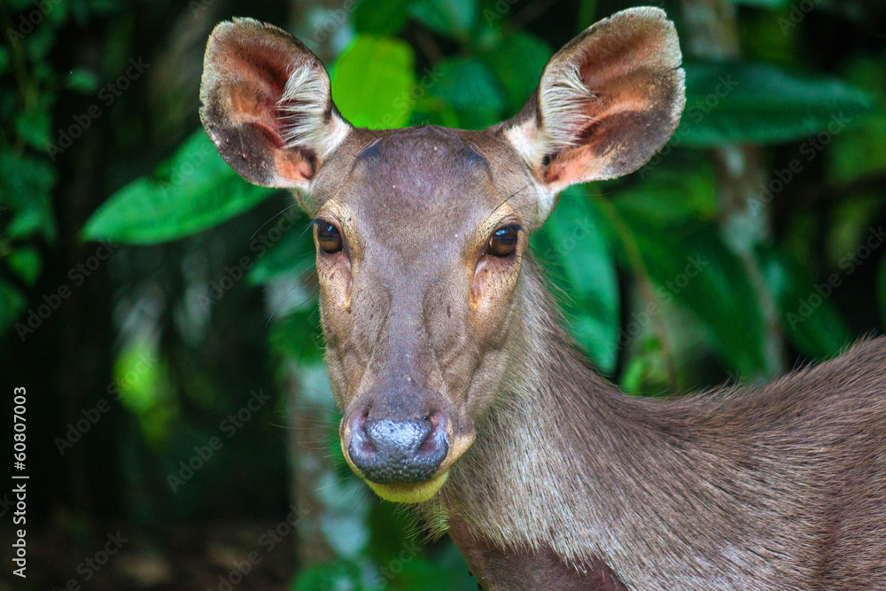 Deer at Khao Yai National Park, Thailand