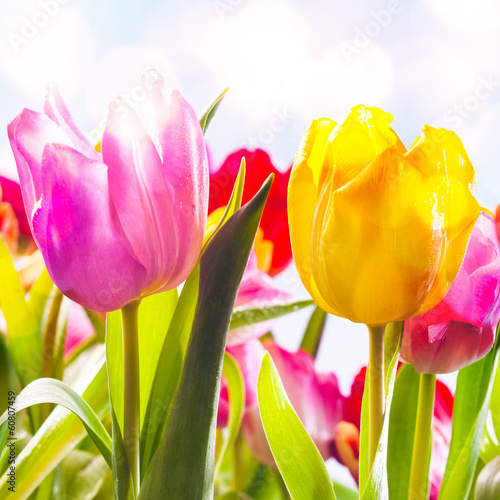 Closeup of two vibrant fresh tulips outdoors