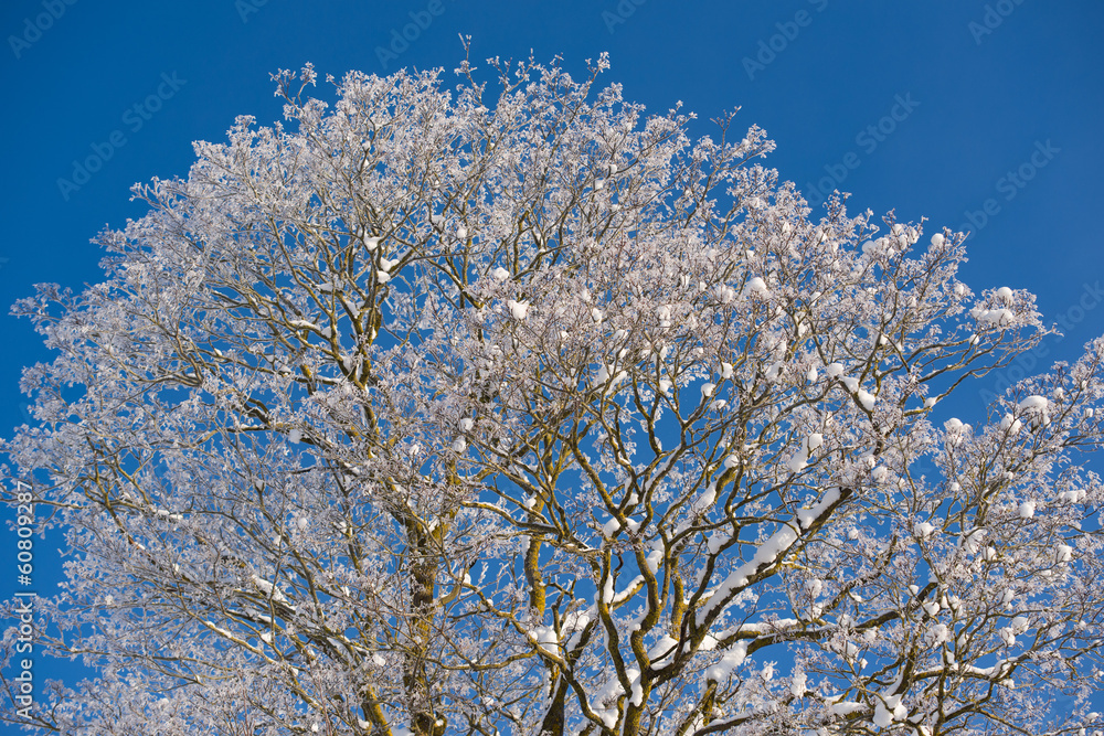 Tree branches covered with white frost against a blue sky