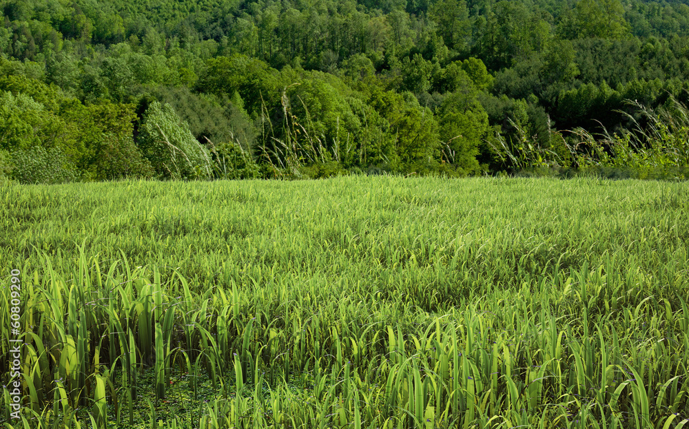green grass green grass