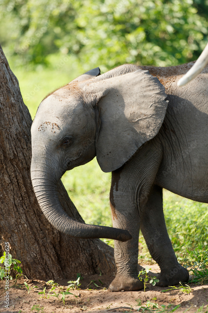 Fototapeta premium Kleiner Elefant am Baum