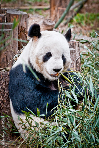 Ailuropoda melanoleuca commonly known as Giant panda