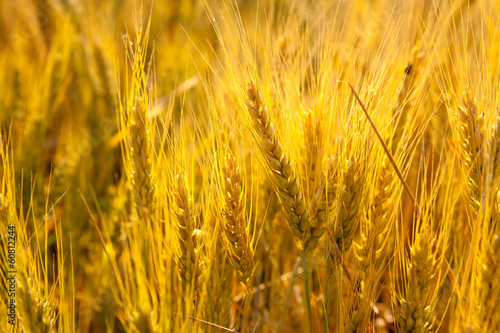 Wheat spikes in golden field with cereal