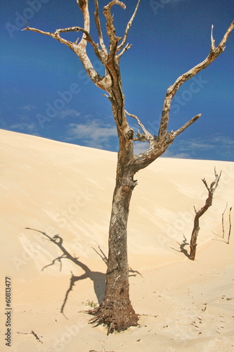 Australian desert