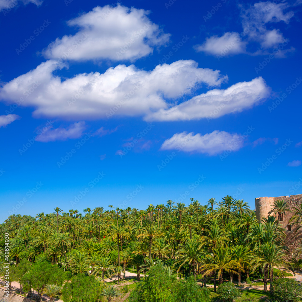 Obraz premium Elche Elx Alicante el Palmeral with many palm trees